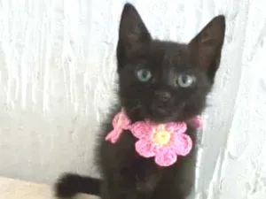 Gato raça srd idade 2 a 6 meses nome * CHIVA *