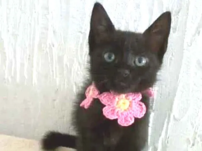 Gato ra a srd idade 2 a 6 meses nome * CHIVA *