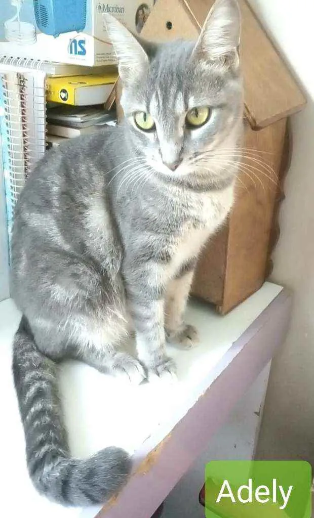 Gato ra a srd bicolor idade 1 ano nome * ADELY *