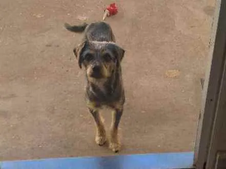 Cachorro ra a Sem raça definida idade 2 anos nome Tody 