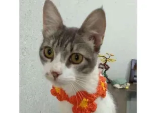 Gato raça srd bicolor idade 1 ano nome BABY