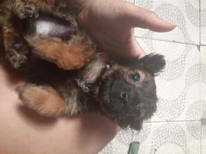 Cachorro ra a SRD idade 2 a 6 meses nome Sem nome