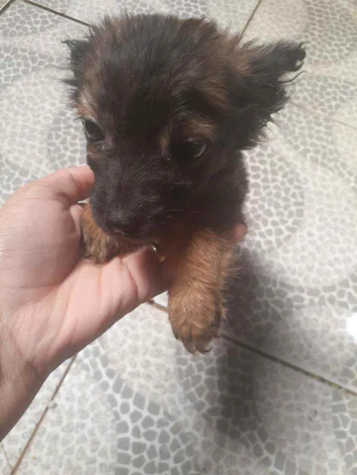 Cachorro ra a SRD idade 2 a 6 meses nome Sem nome