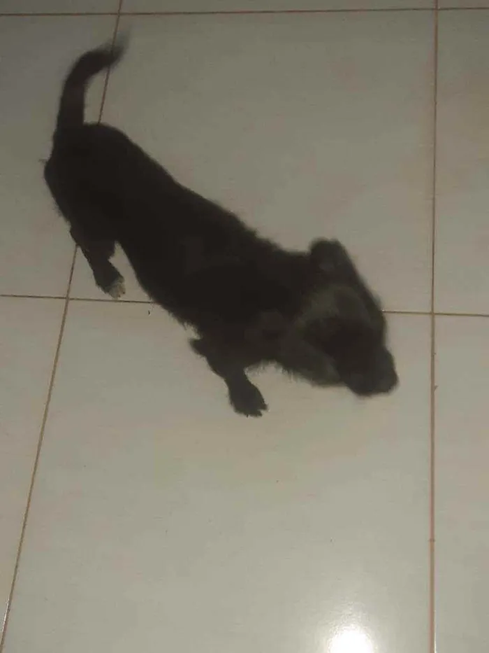 Cachorro ra a Mestica idade 2 anos nome Nina