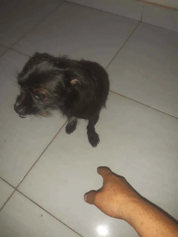 Cachorro ra a Mestica idade 2 anos nome Nina