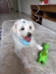 BABÚ