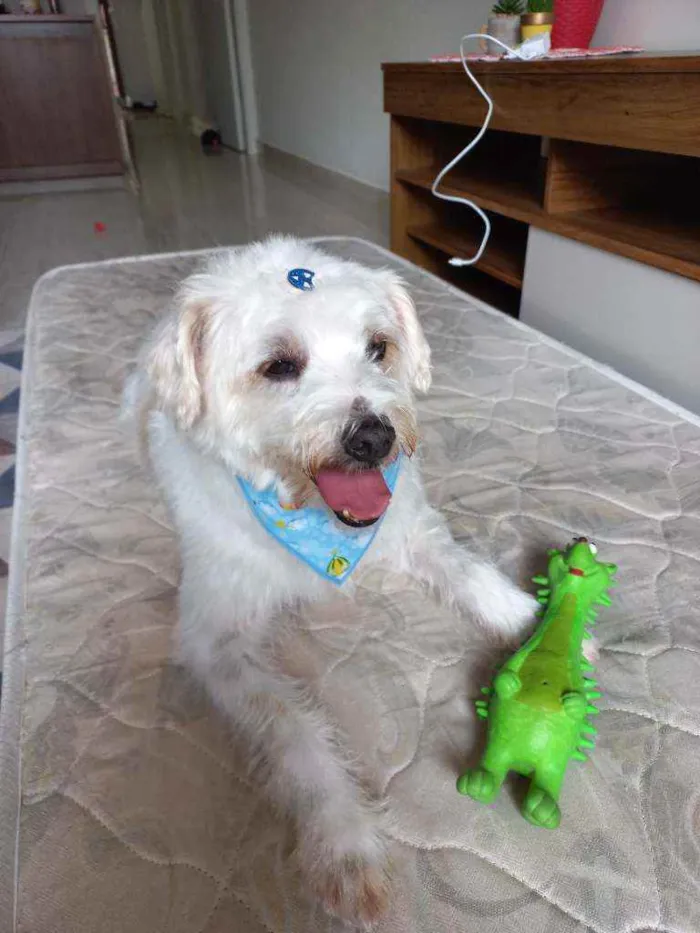 Cachorro ra a SEM RAÇA DEFINIDA idade 5 anos nome BABÚ