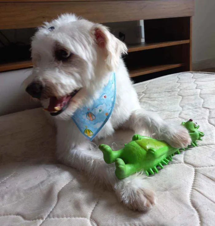 Cachorro ra a SEM RAÇA DEFINIDA idade 5 anos nome BABÚ