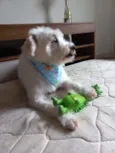 BABÚ