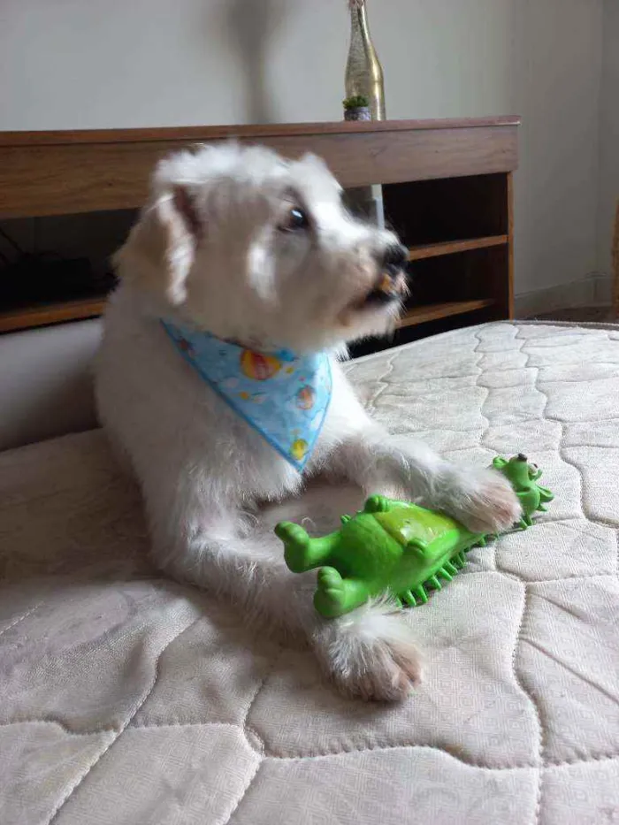 Cachorro ra a SEM RAÇA DEFINIDA idade 5 anos nome BABÚ