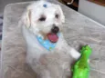 BABÚ