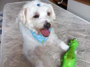 Cachorro raça SEM RAÇA DEFINIDA idade 5 anos nome BABÚ