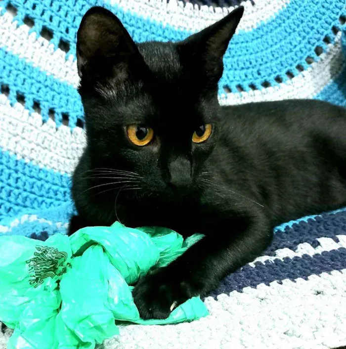 Gato ra a Srd idade 2 a 6 meses nome Benê