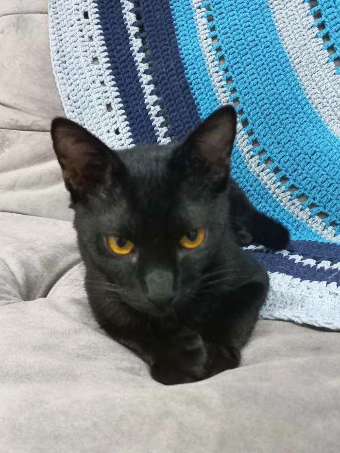 Gato ra a Srd idade 2 a 6 meses nome Benê