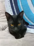 Benê