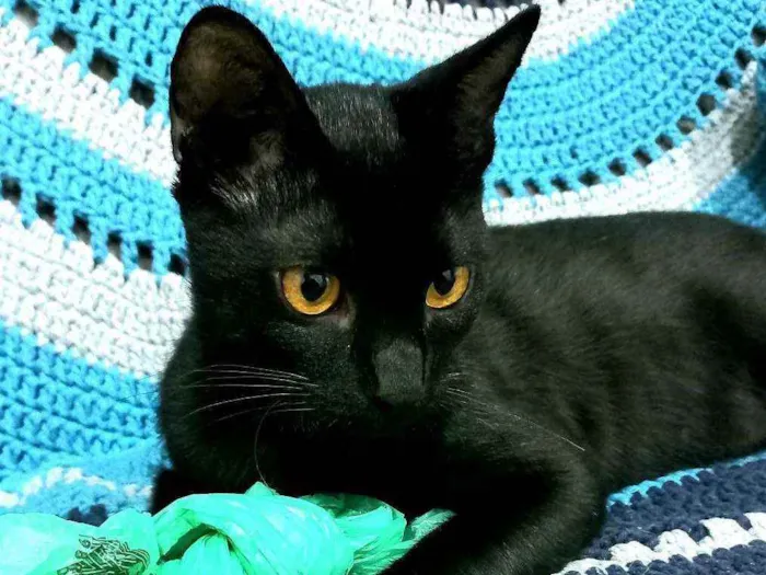 Gato ra a Srd idade 2 a 6 meses nome Benê