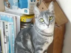 Gato raça srd bicolor idade 1 ano nome * ADELY *