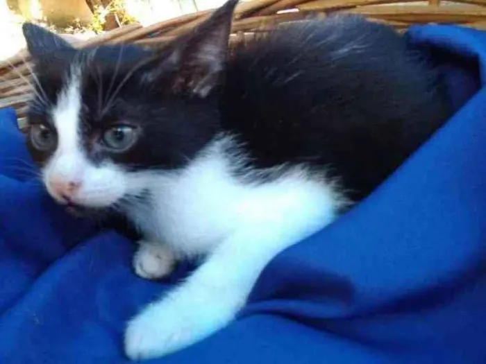 Gato ra a Frajolinha idade Abaixo de 2 meses nome Fígaro