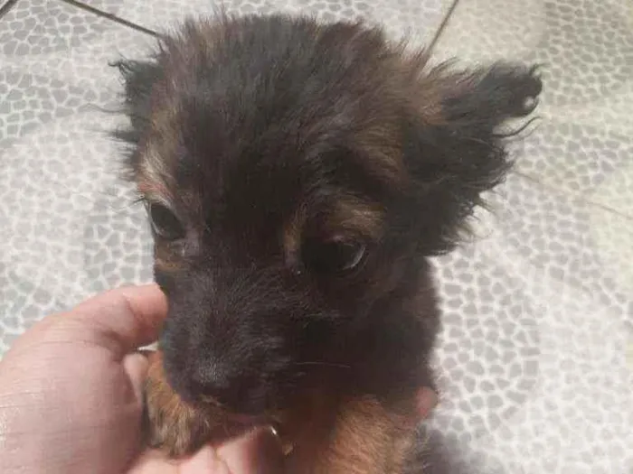 Cachorro ra a SRD idade 2 a 6 meses nome Sem nome