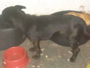 Cachorro raça Mestica idade 2 anos nome Nina