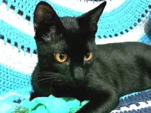 Gato raça Srd idade 2 a 6 meses nome Benê