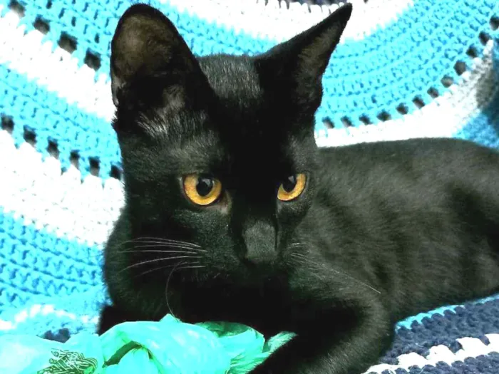 Gato ra a Srd idade 2 a 6 meses nome Benê