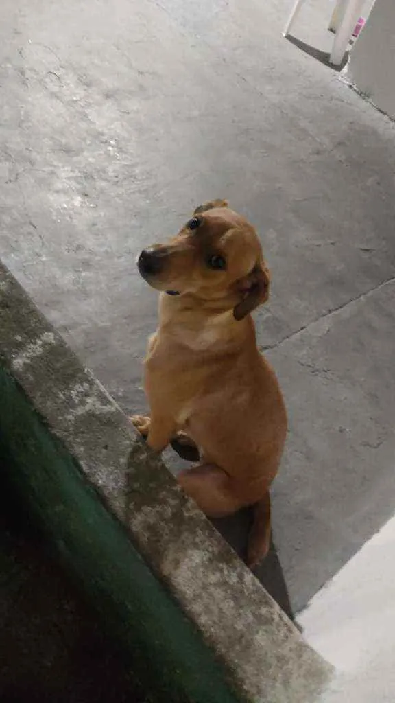 Cachorro ra a Vira lata/labrador idade 3 anos nome Gamora