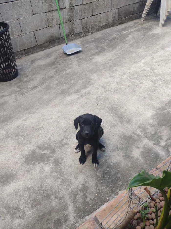 Cachorro raça Labrador mestiço idade 2 a 6 meses nome Tizil