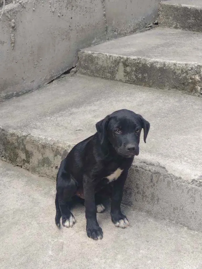 Cachorro raça Labrador mestiço idade 2 a 6 meses nome Tizil
