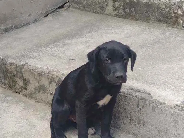 Cachorro raça Labrador mestiço idade 2 a 6 meses nome Tizil