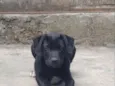 Tizil