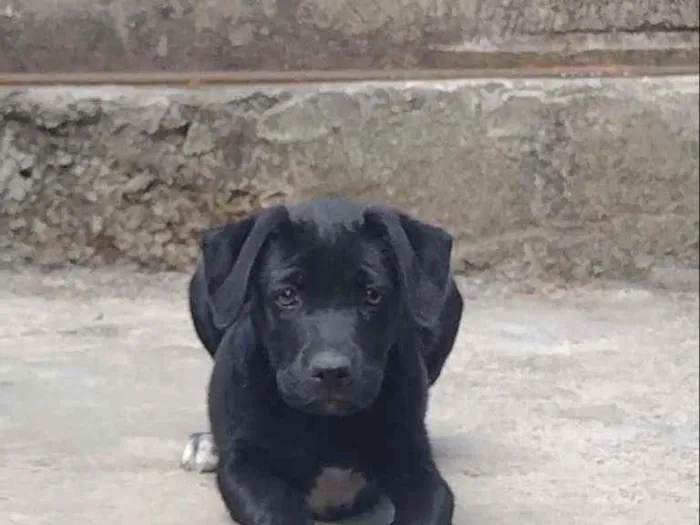 Cachorro raça Labrador mestiço idade 2 a 6 meses nome Tizil