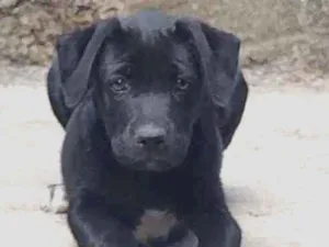 Cachorro raça Labrador mestiço idade 2 a 6 meses nome Tizil