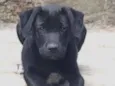 Tizil