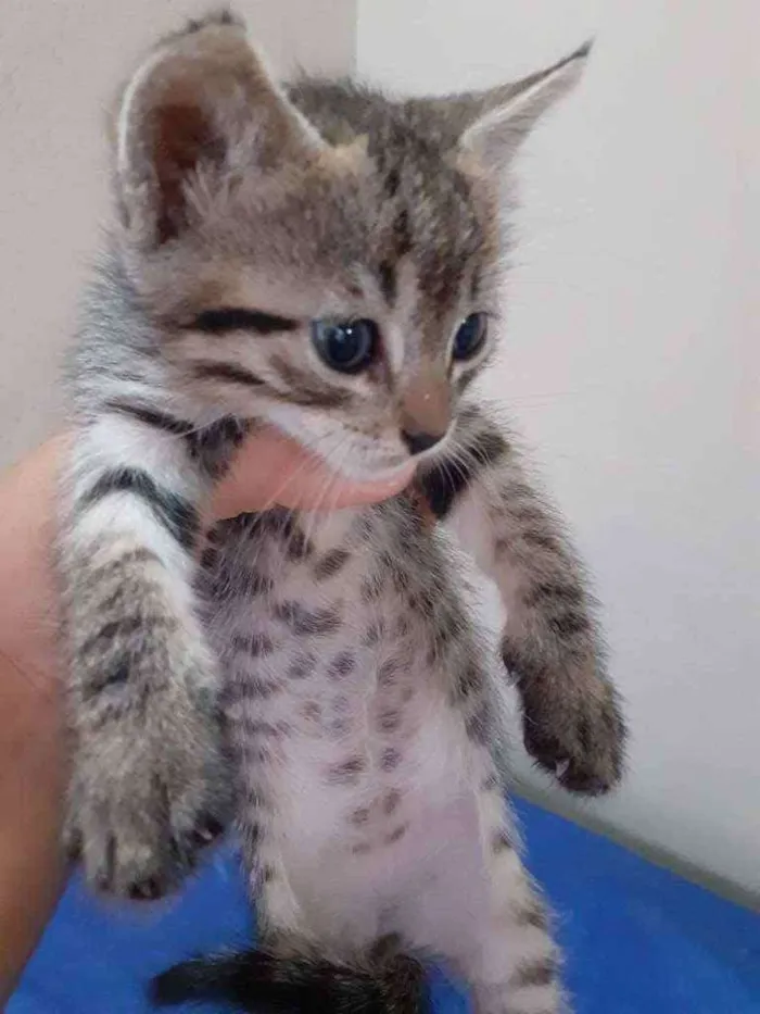 Gato raça  idade Abaixo de 2 meses nome Filhotes tigrados