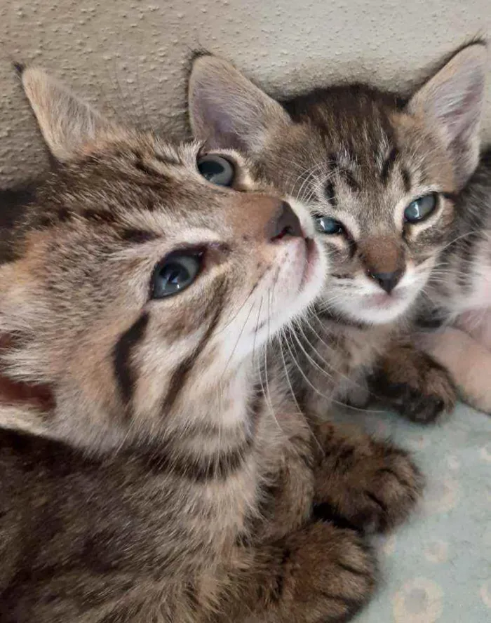Gato raça  idade Abaixo de 2 meses nome Filhotes tigrados