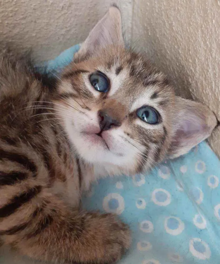 Gato raça  idade Abaixo de 2 meses nome Filhotes tigrados