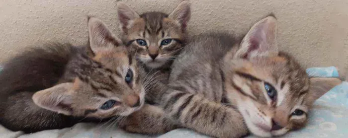 Gato raça  idade Abaixo de 2 meses nome Filhotes tigrados