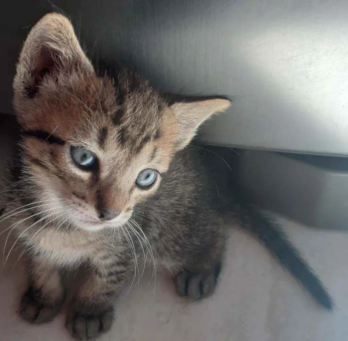 Gato raça  idade Abaixo de 2 meses nome Filhotes tigrados