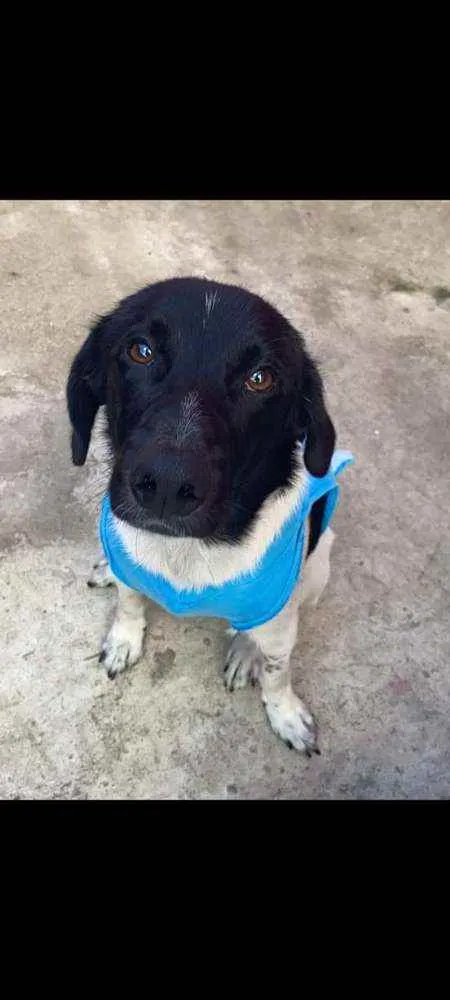 Cachorro ra a SRD idade 2 anos nome Amora e prestígio 