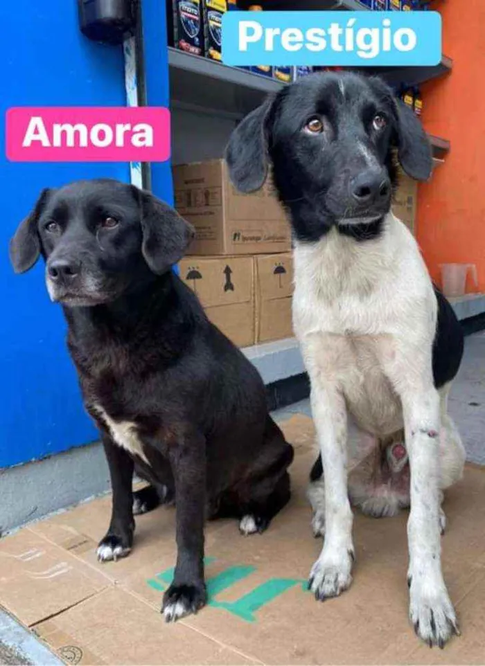 Cachorro ra a SRD idade 2 anos nome Amora e prestígio 