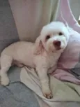 Benji