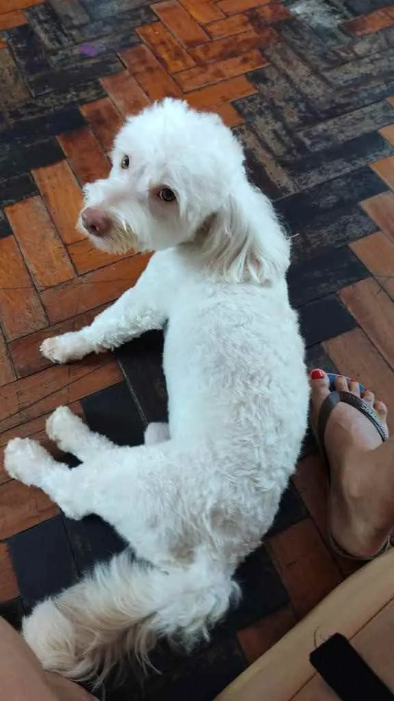 Cachorro ra a Poodle idade 1 ano nome Benji