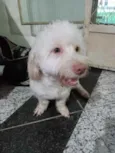Benji