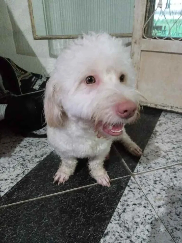 Cachorro ra a Poodle idade 1 ano nome Benji