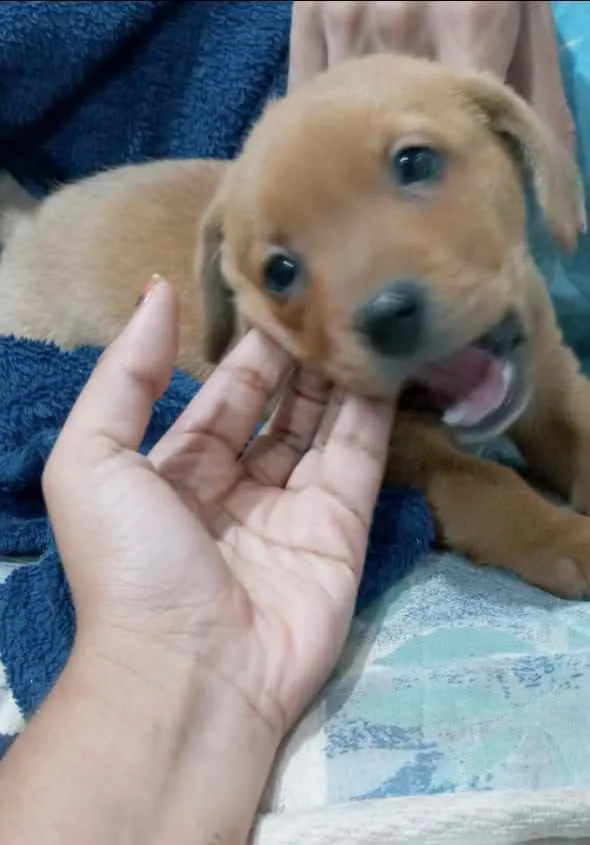 Cachorro ra a Vira lata  idade Abaixo de 2 meses nome Sem nome
