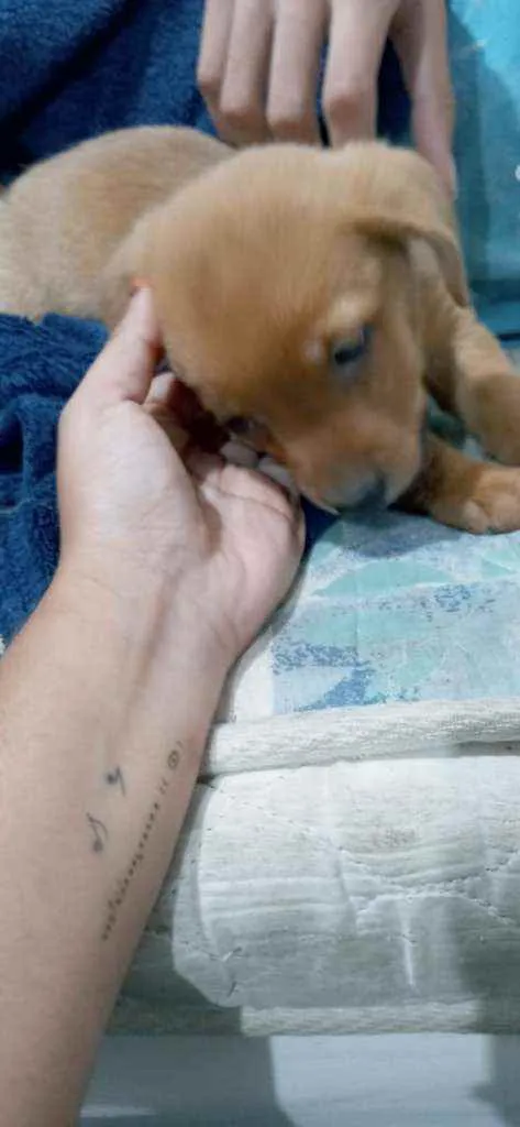Cachorro ra a Vira lata  idade Abaixo de 2 meses nome Sem nome