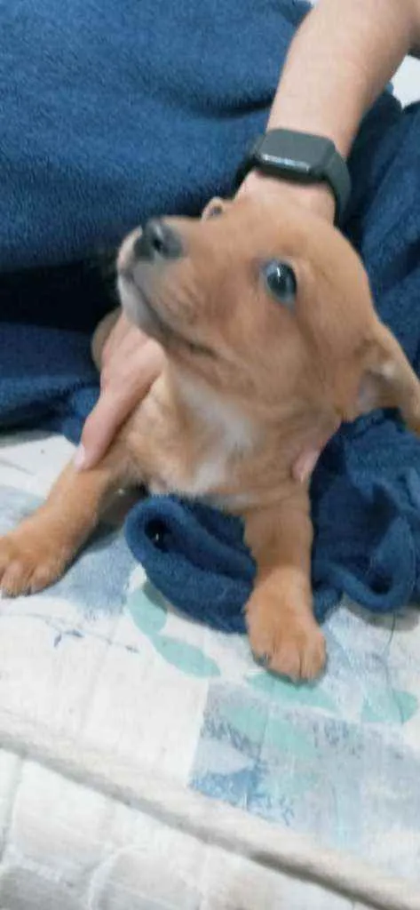Cachorro ra a Vira lata  idade Abaixo de 2 meses nome Sem nome