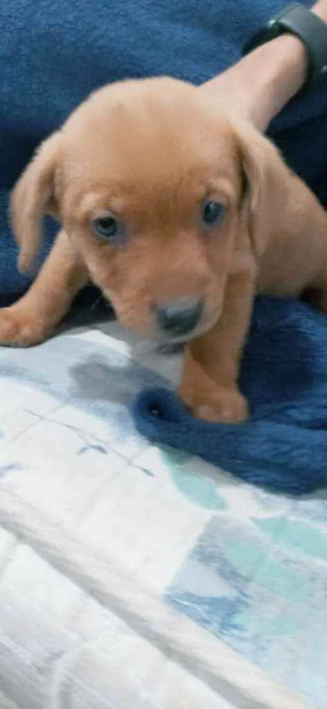 Cachorro ra a Vira lata  idade Abaixo de 2 meses nome Sem nome