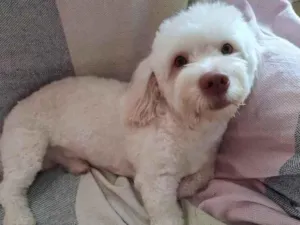 Cachorro raça Poodle idade 1 ano nome Benji